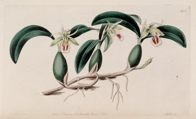 Illustration of Coelogyne fimbriata by M. Hart